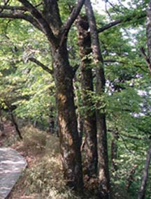 贵州绥阳双和洞国家地质公园